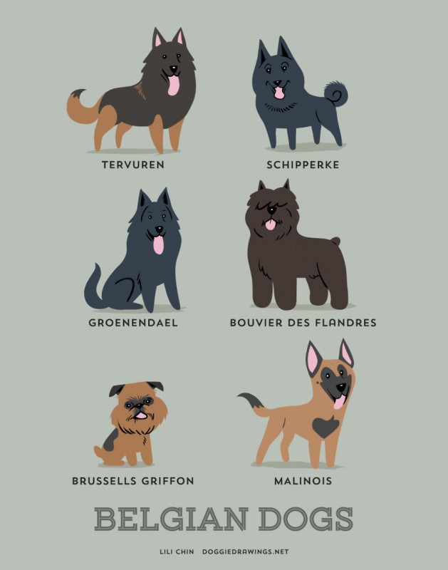 dogs-of-the-world-belgian