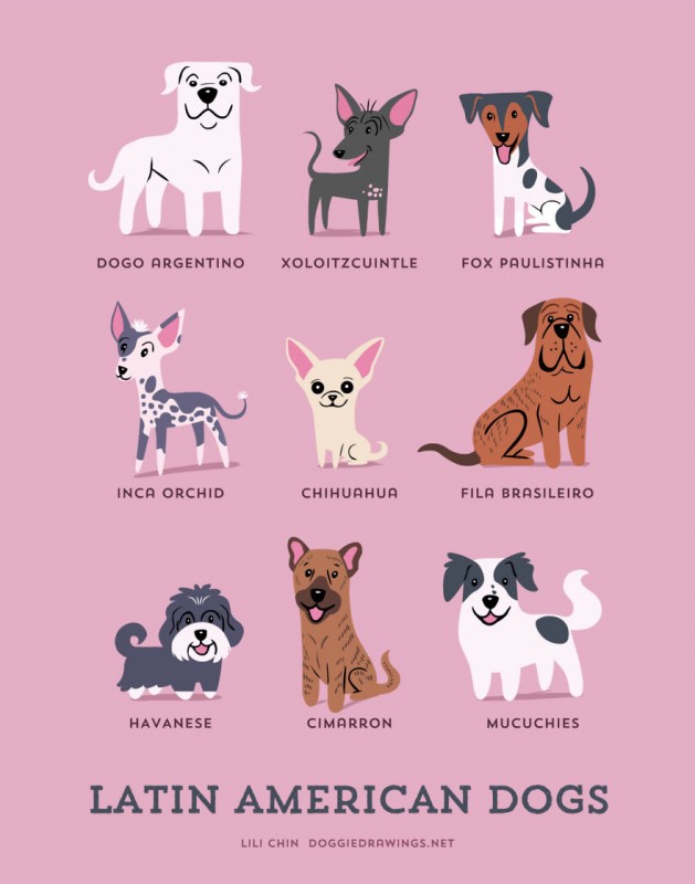 dogs-of-the-world-latin-american