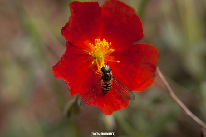 A Bee on a flower in the Garden