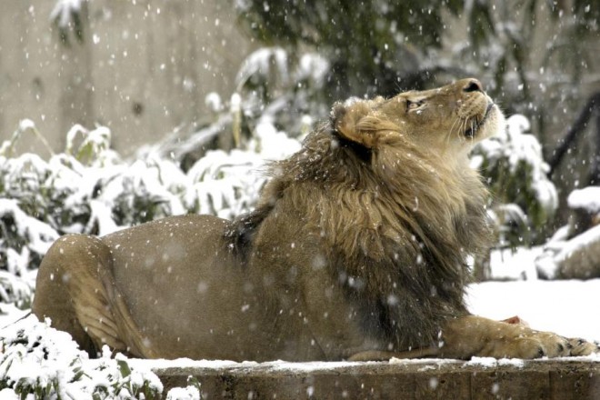 Lion in the snow